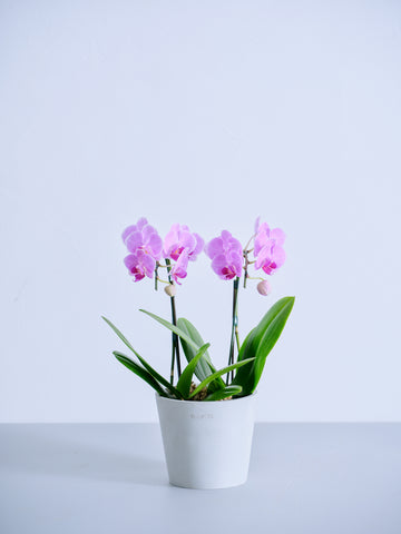 【母の日】胡蝶蘭ミディ 2本立 Table-M ピンク