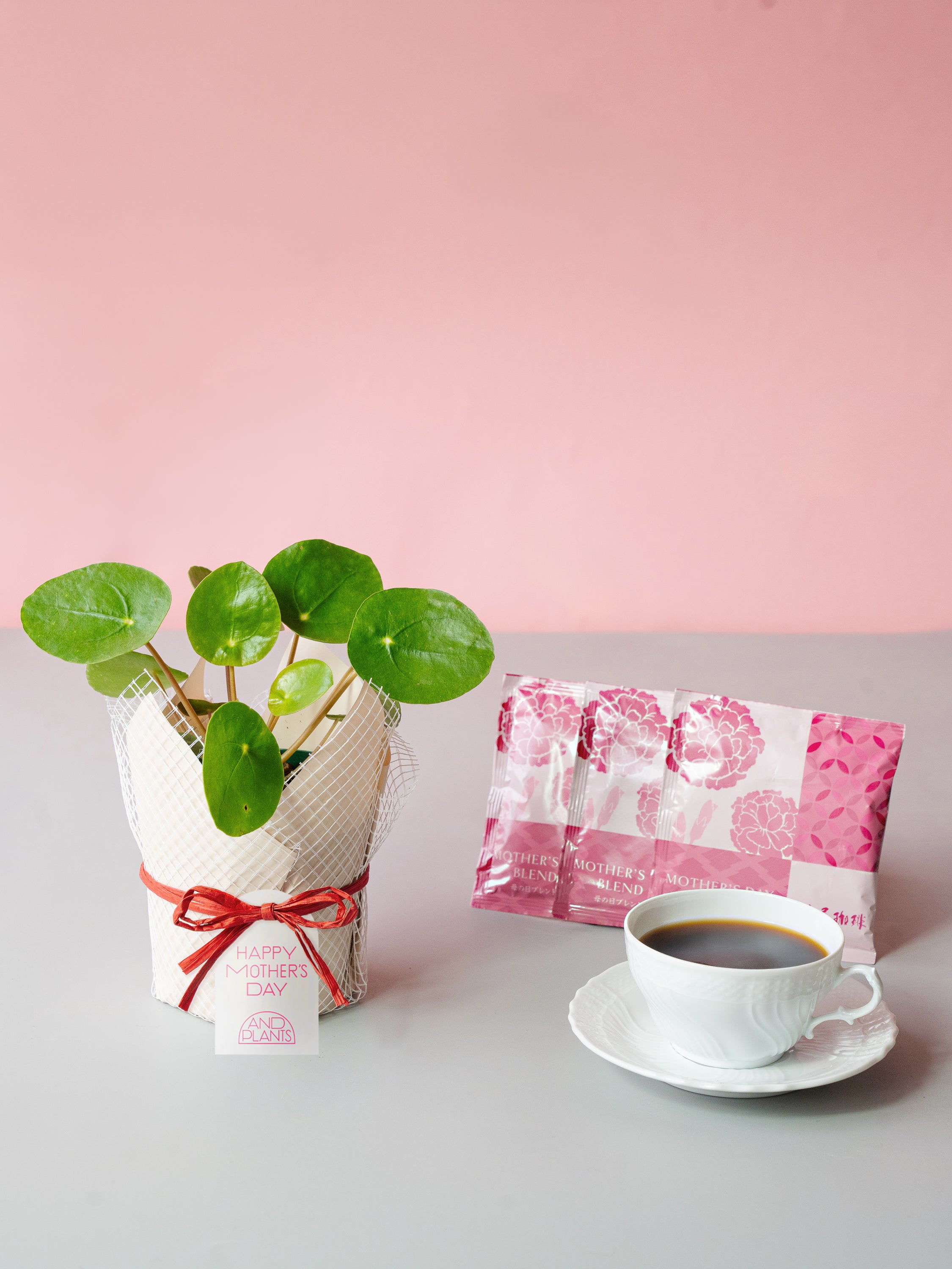 【母の日】ピレア・ペペロミオイデス Table-S  + 椿屋珈琲3パック