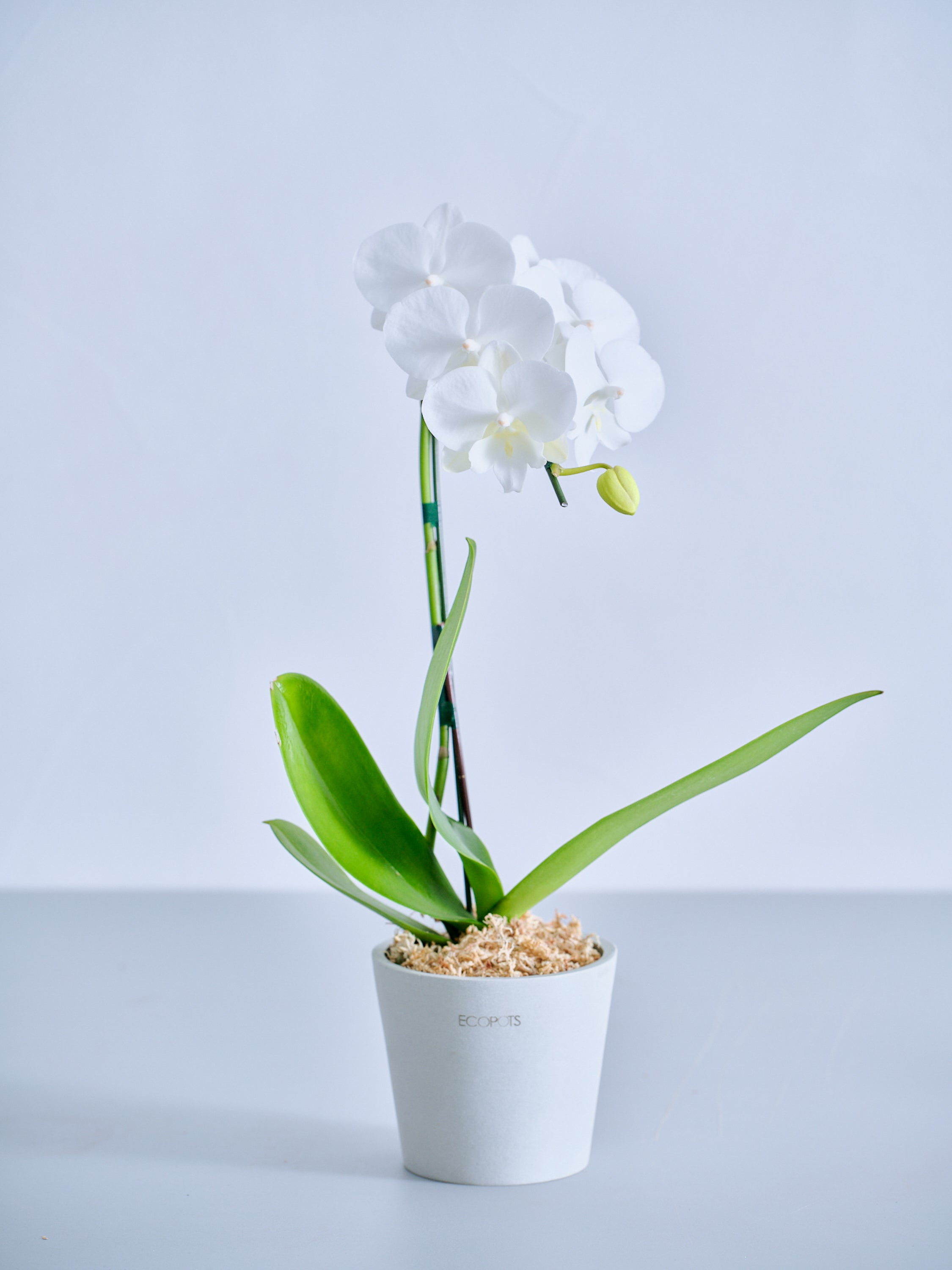 【母の日】胡蝶蘭ミディ 1本立 Table-S 白