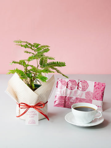 【母の日】エバーフレッシュ Table-M  + 椿屋珈琲3パック