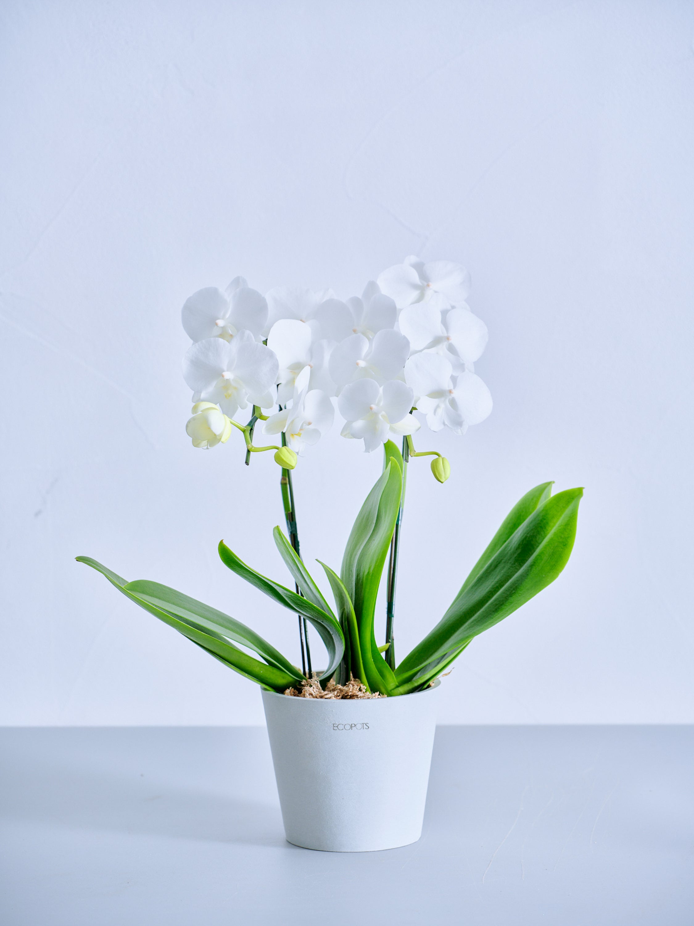 【母の日】胡蝶蘭ミディ 2本立 Table-M 白