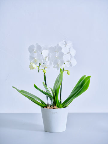 【母の日】胡蝶蘭ミディ 2本立 Table-M 白