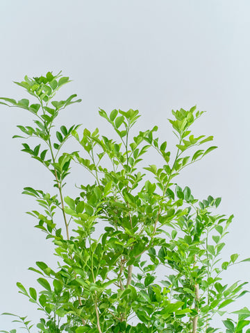 シルクジャスミン L