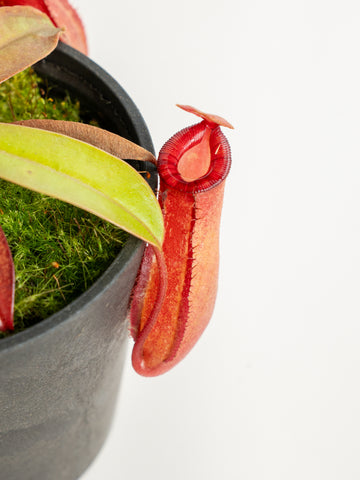 ネペンテス・レディラック Table-S