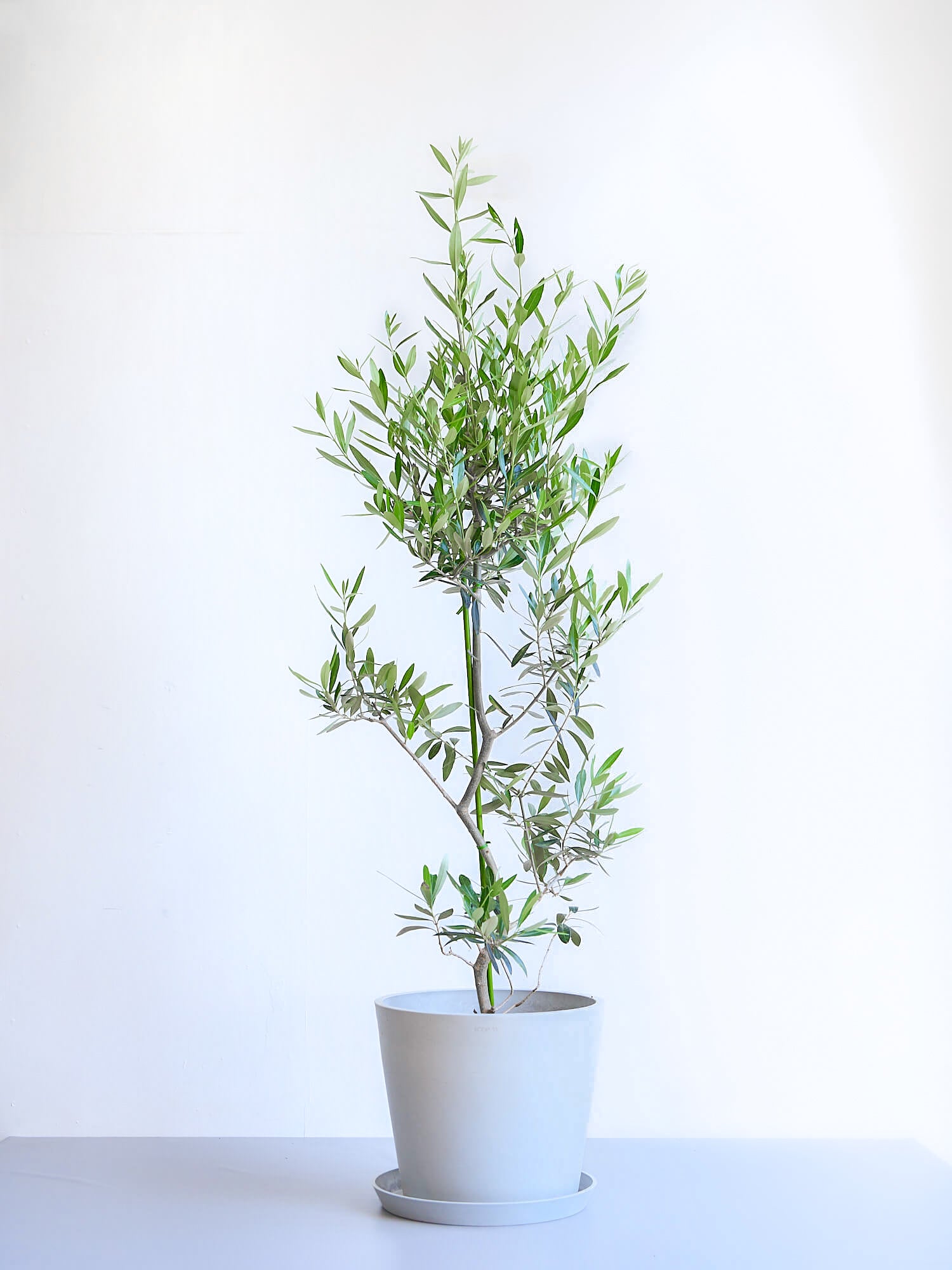 オリーブの木 10号10号