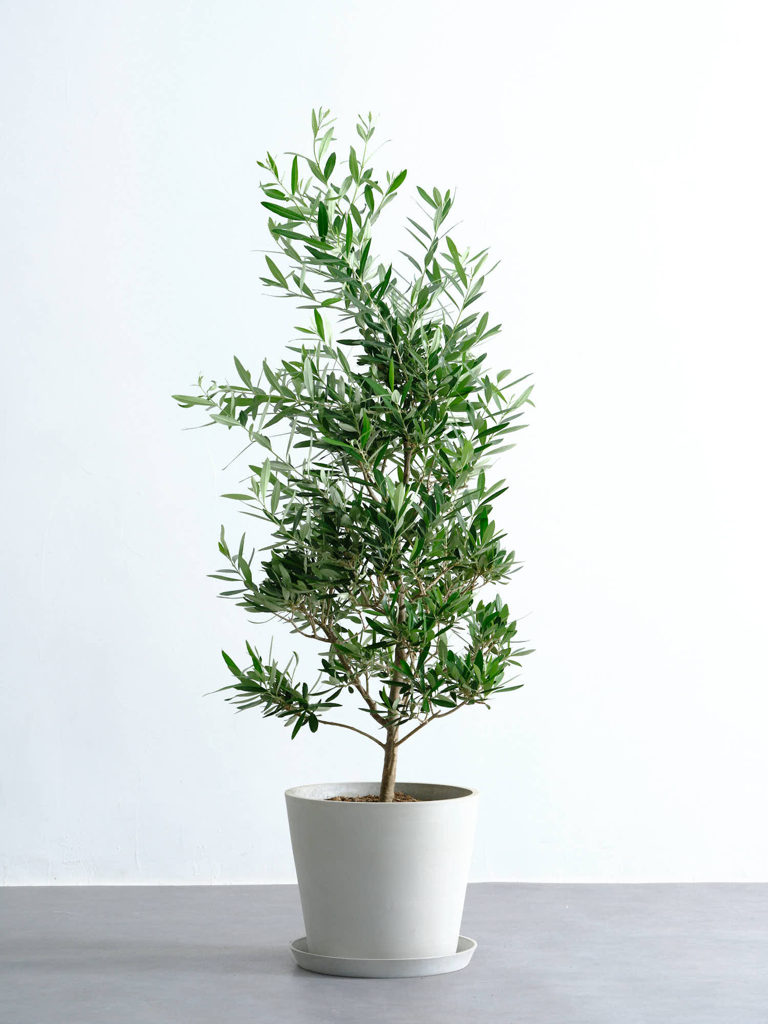 オリーブ・チプレッシーノ L #2