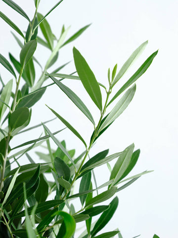 オリーブ・チプレッシーノ L #2