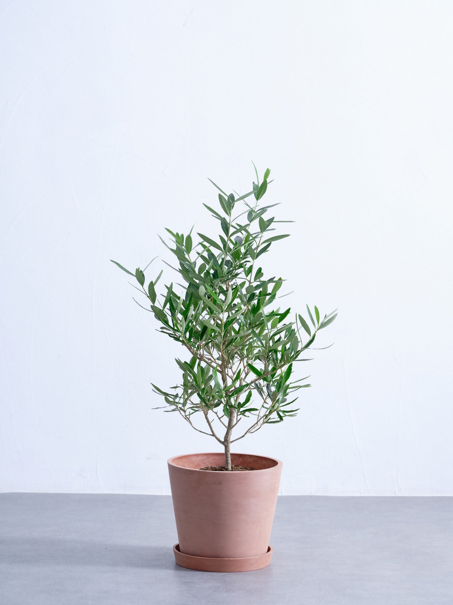 オリーブ・チプレッシーノ S #2