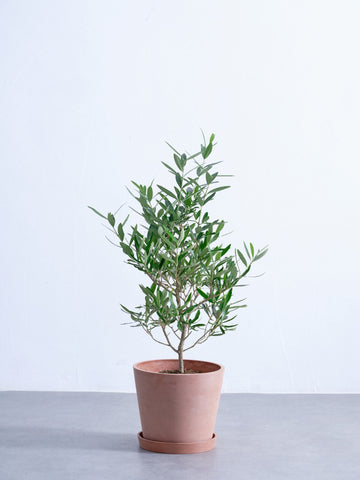 オリーブ・チプレッシーノ S #2