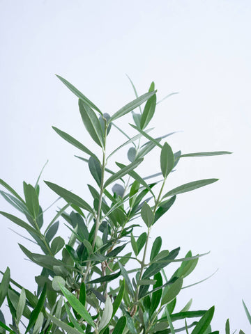 オリーブ・チプレッシーノ S #2