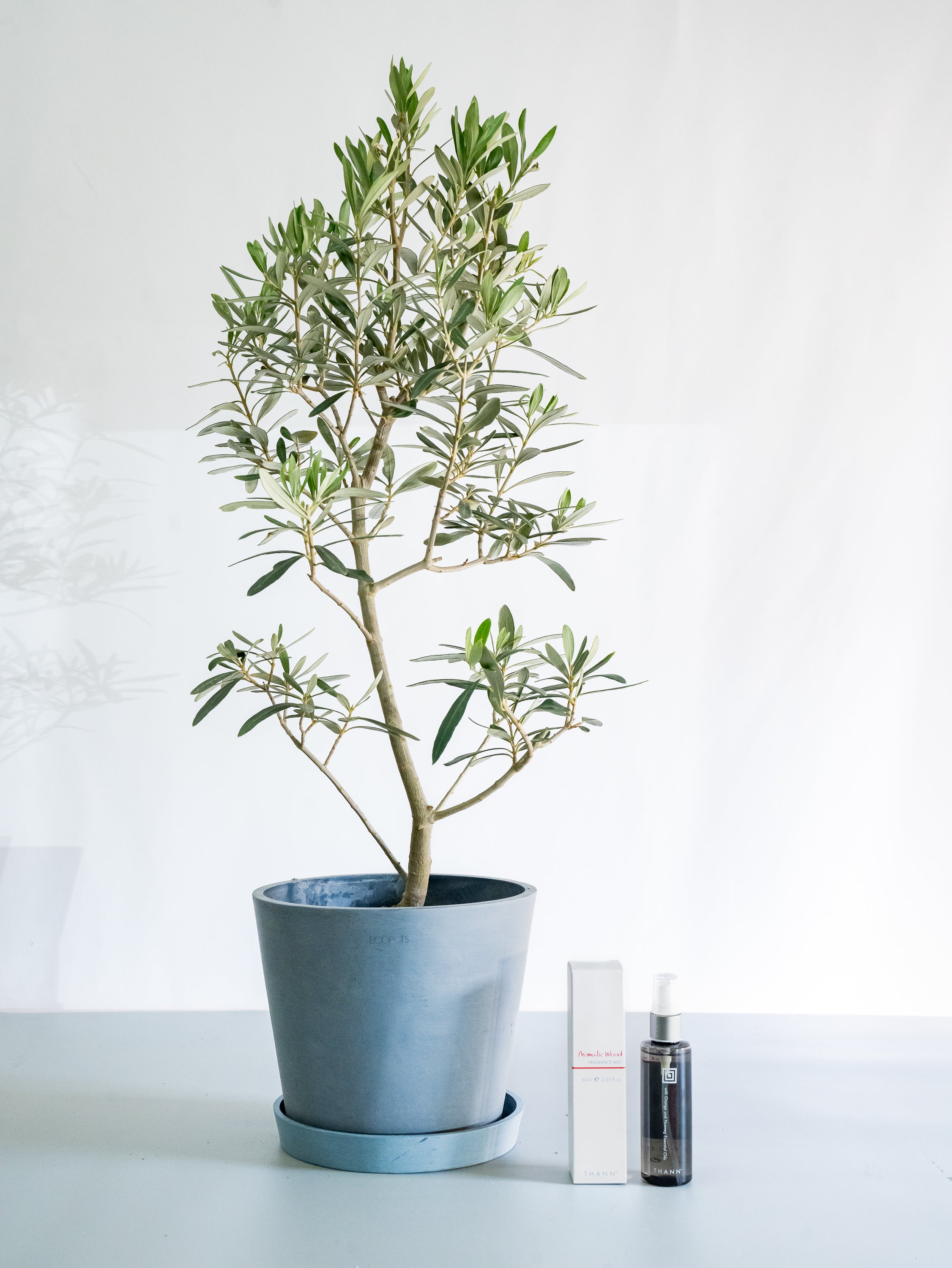 THANNフレグランスミストAW×オリーブ・チプレッシーノ S