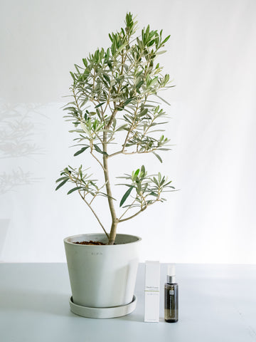 THANNフレグランスミストOE×オリーブ・チプレッシーノ S