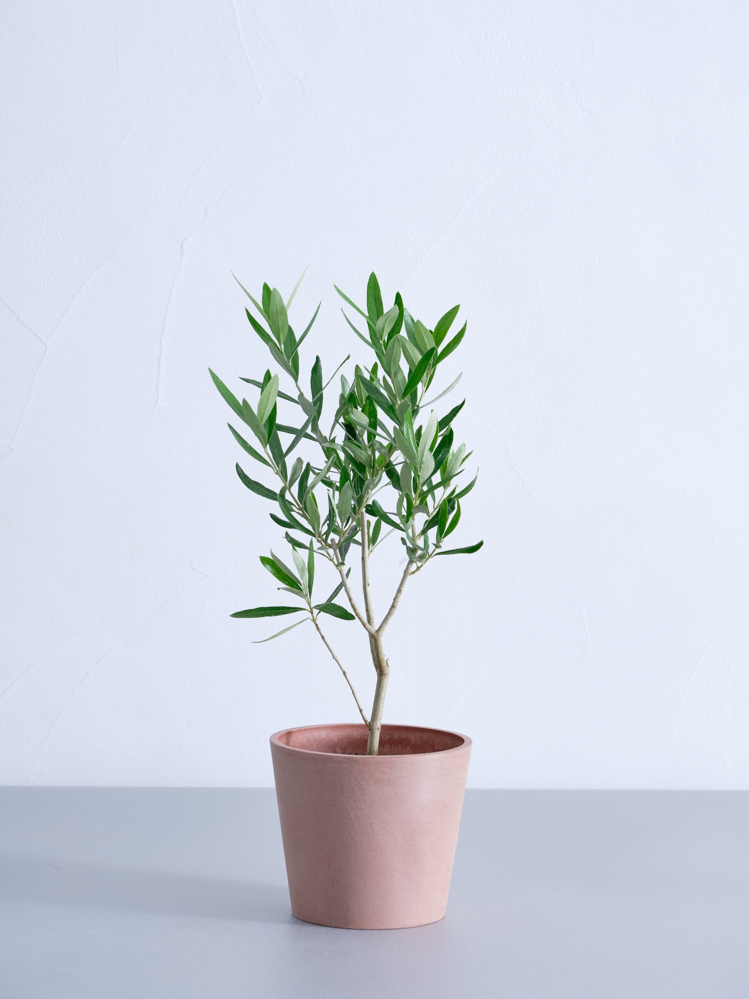 オリーブ・チプレッシーノ4号