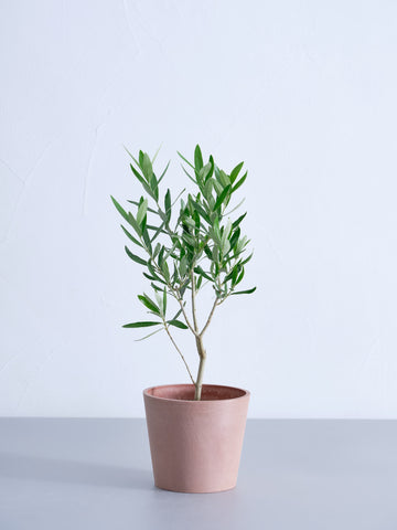 オリーブ・チプレッシーノ 4号