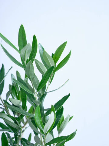 オリーブ・チプレッシーノ Table-M