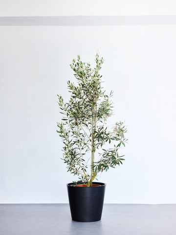 オリーブ・チプレッシーノ XL 【首都圏限定】(レザーカバー ベージュ)