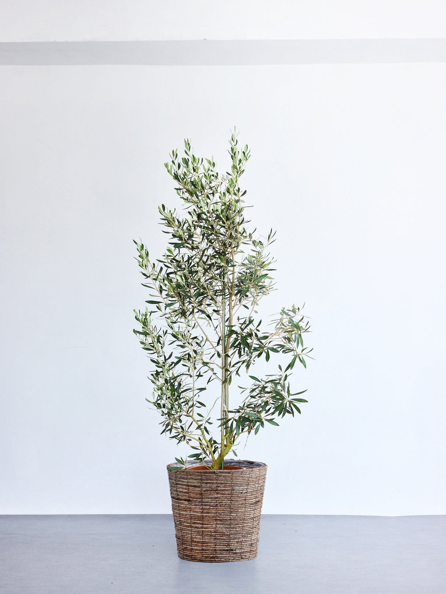 オリーブ・チプレッシーノ XL 【首都圏限定】(バナナリーフバスケット ブラウン)