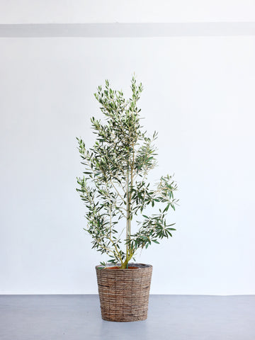 オリーブ・チプレッシーノ XL 【首都圏限定】(バナナリーフバスケット ブラウン)