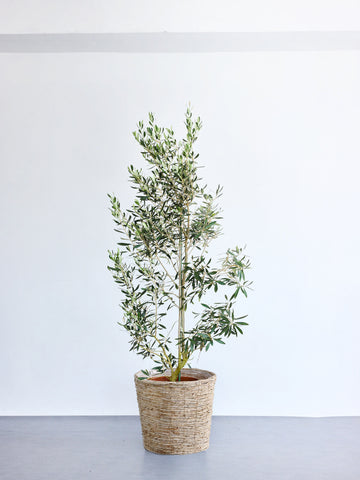 オリーブ・チプレッシーノ XL 【首都圏限定】(バナナリーフバスケット ナチュラル)