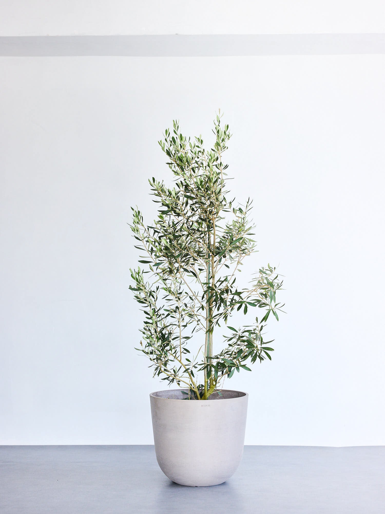 オリーブ・チプレッシーノ XL【首都圏限定】