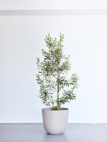 オリーブ・チプレッシーノ XL【首都圏限定】