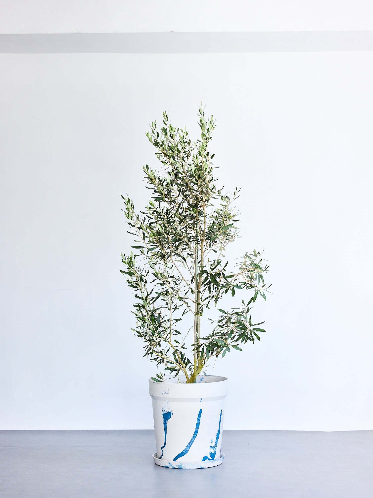 オリーブ・チプレッシーノ XL 【首都圏限定】(アーバンプランツポット マーブルミルク)