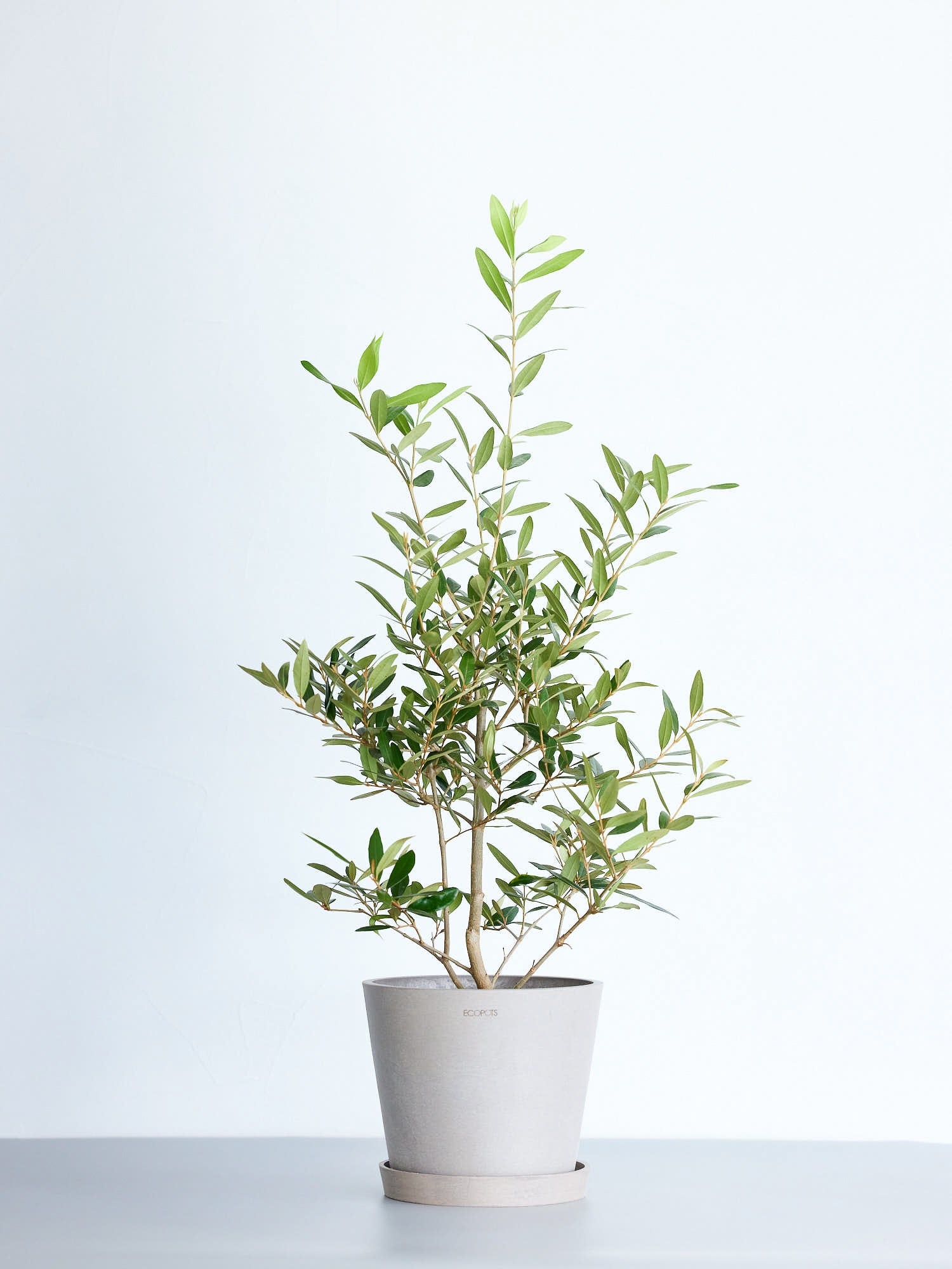 オリーブの木 10号6号