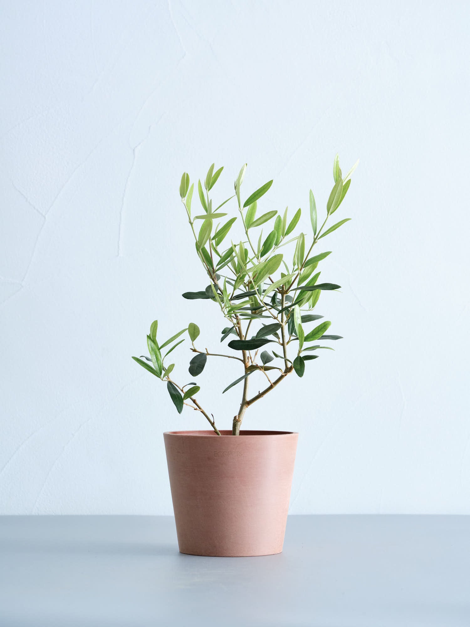 オリーブの木 10号4号