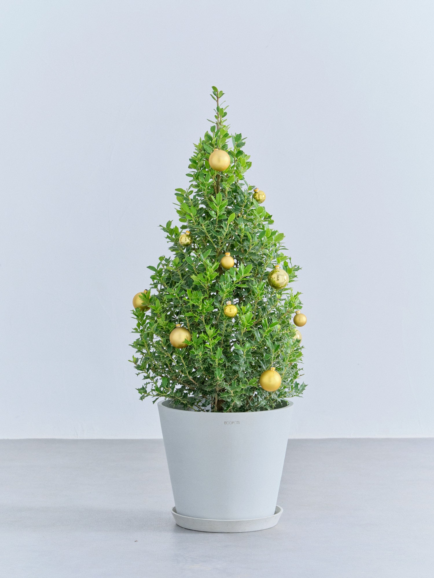 【クリスマス】ひいらぎツリー -ゴールド- M