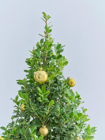 【クリスマス】ひいらぎツリー -ゴールド- M