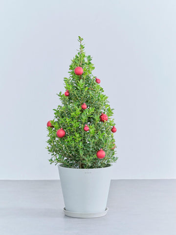 【クリスマス】ひいらぎツリー -レッド- M