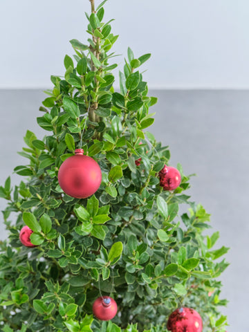 【クリスマス】ひいらぎツリー -レッド- M