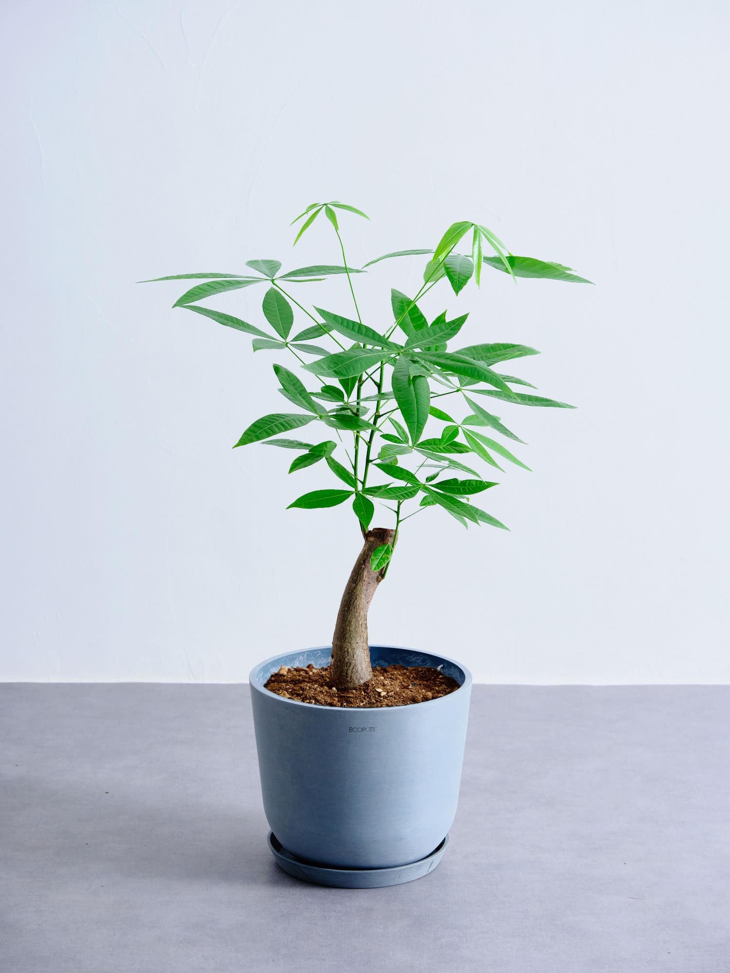 パキラ 8号ノーマル