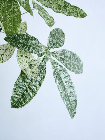 パキラ・ミルキーウェイ M