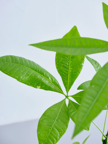 パキラ実生 Table-L