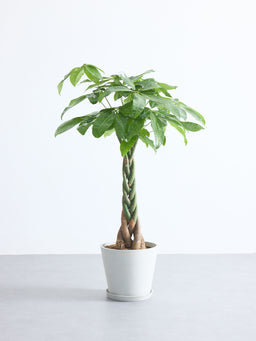 パキラ ねじり M