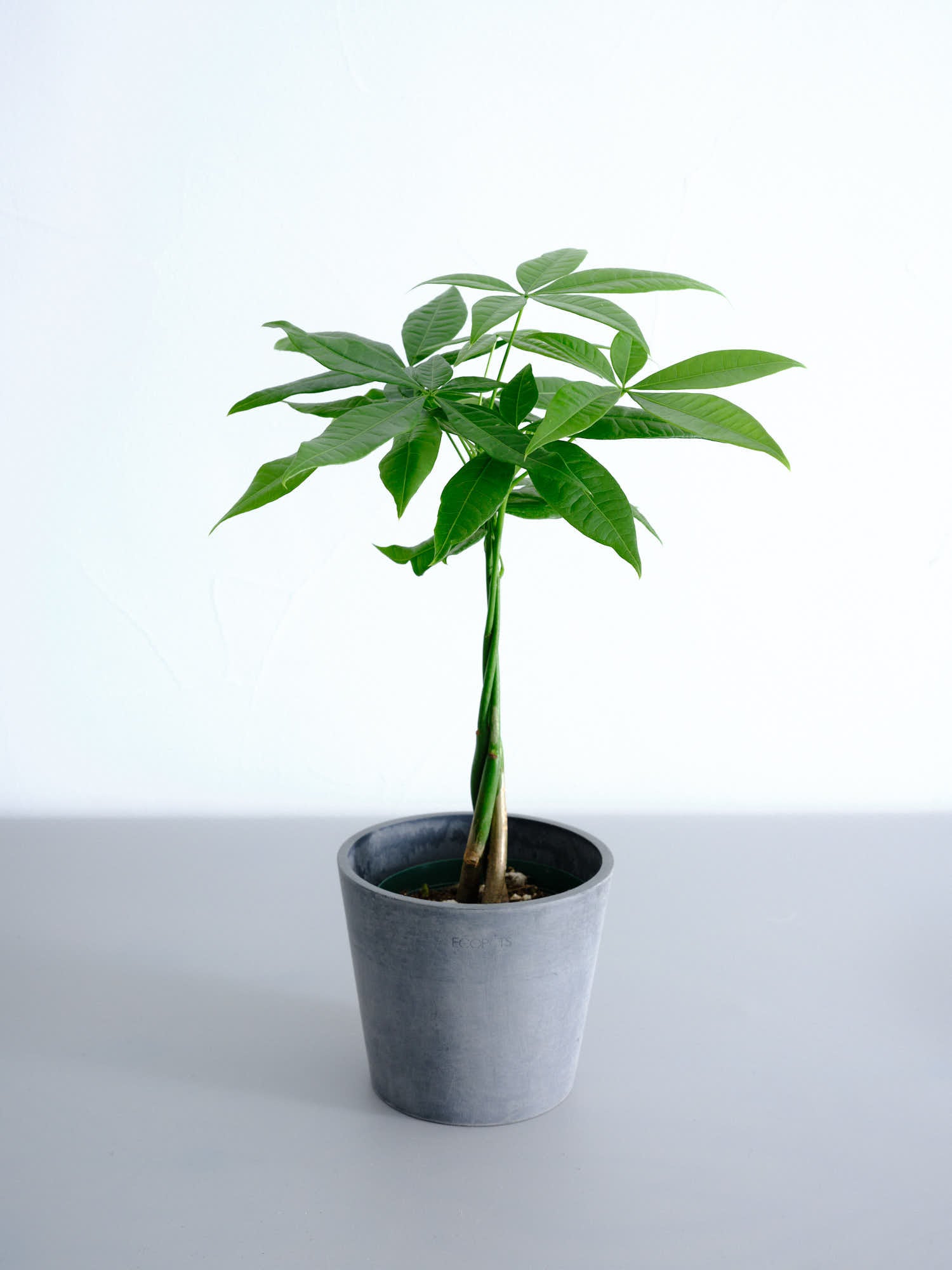 パキラ ねじり Table-M