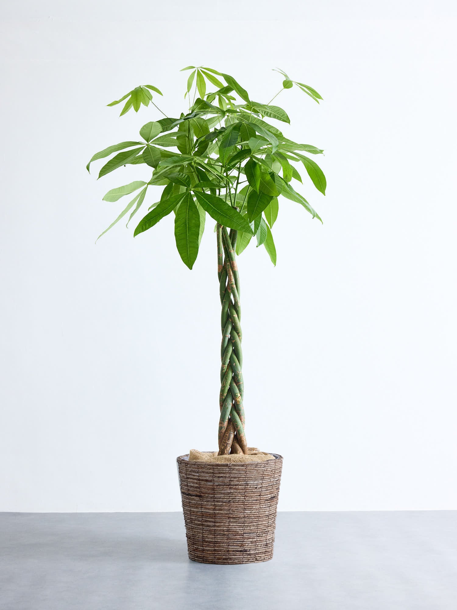 パキラ  ねじり XL 【首都圏限定】(バナナリーフバスケット ブラウン)