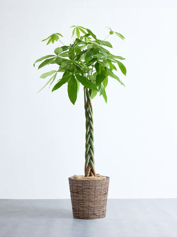 パキラ  ねじり XL 【首都圏限定】(バナナリーフバスケット ブラウン)