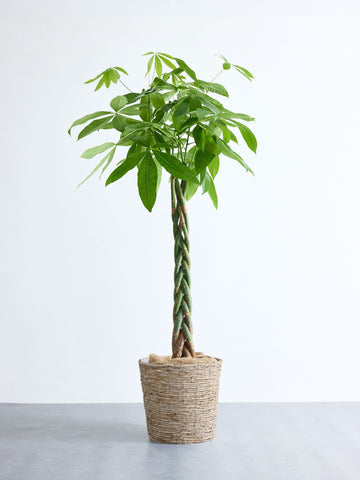 パキラ  ねじり XL 【首都圏限定】(バナナリーフバスケット ナチュラル)