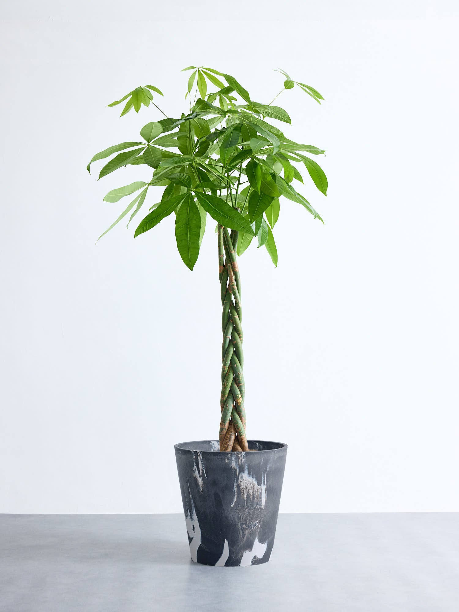 パキラ  ねじり XL 【首都圏限定】(樹脂ポット ブラックマーブル)