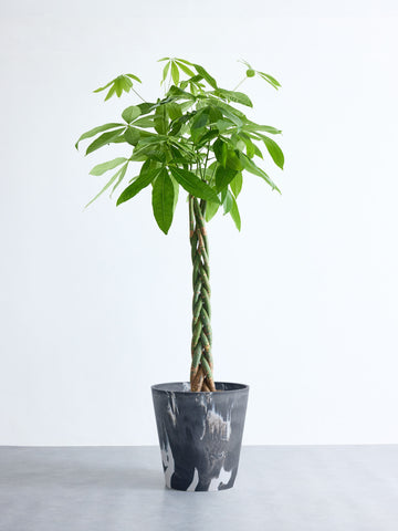 パキラ  ねじり XL 【首都圏限定】(樹脂ポット ブラックマーブル)