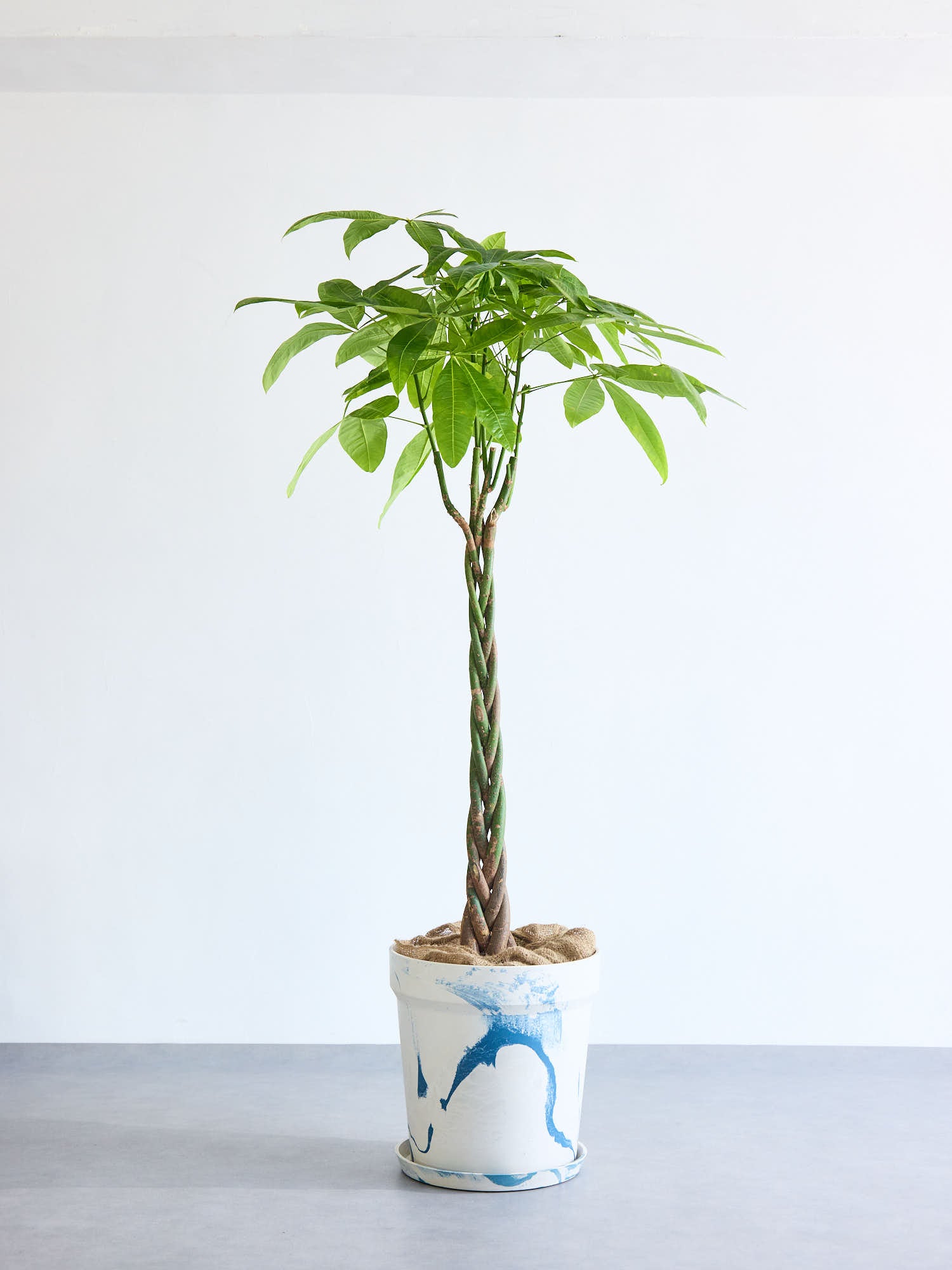 パキラ  ねじり XL 【首都圏限定】(アーバンプランツポット マーブルミルク)