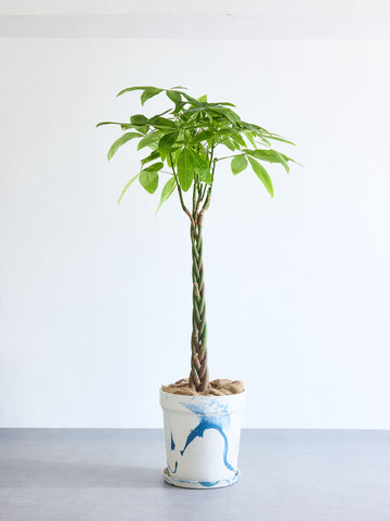 パキラ  ねじり XL 【首都圏限定】(アーバンプランツポット マーブルミルク)