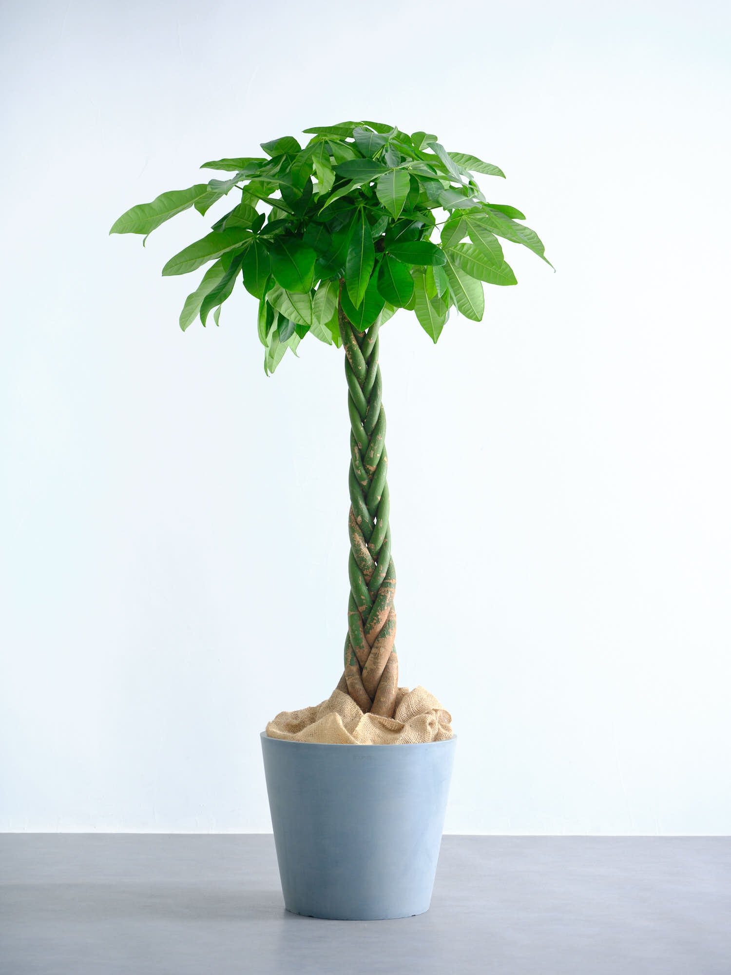 パキラ  ねじり XL【全国発送可能】