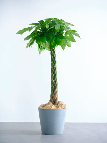 パキラ  ねじり XL【全国発送可能】