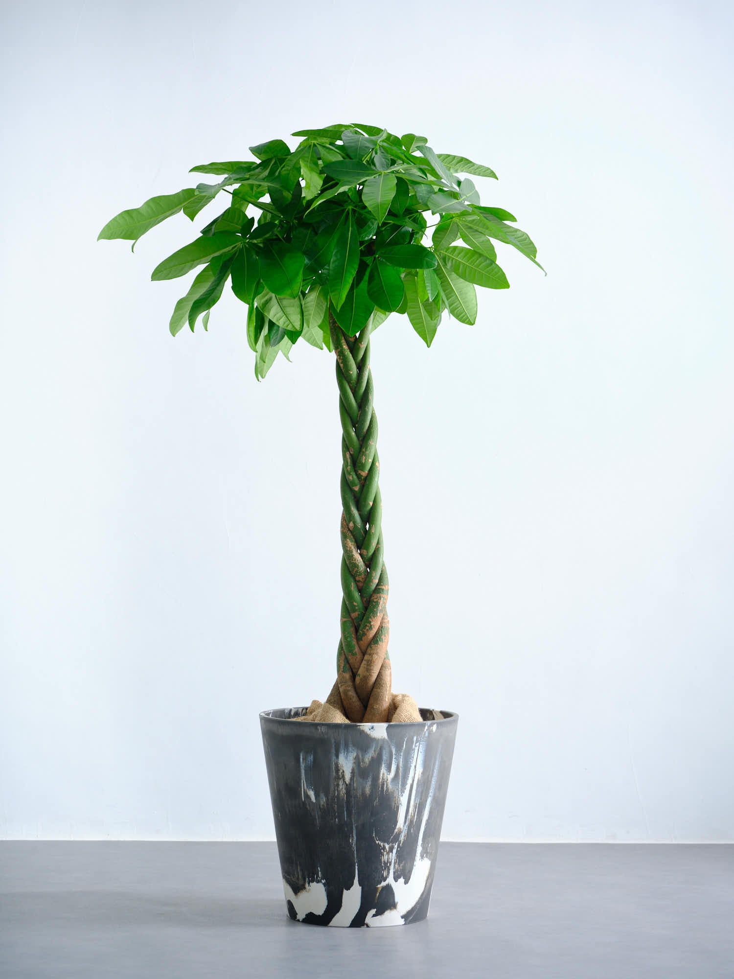 パキラ  ねじり XL 【全国発送可能】(樹脂ポット ブラックマーブル)