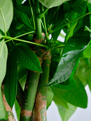 パキラ  ねじり XL【全国発送可能】