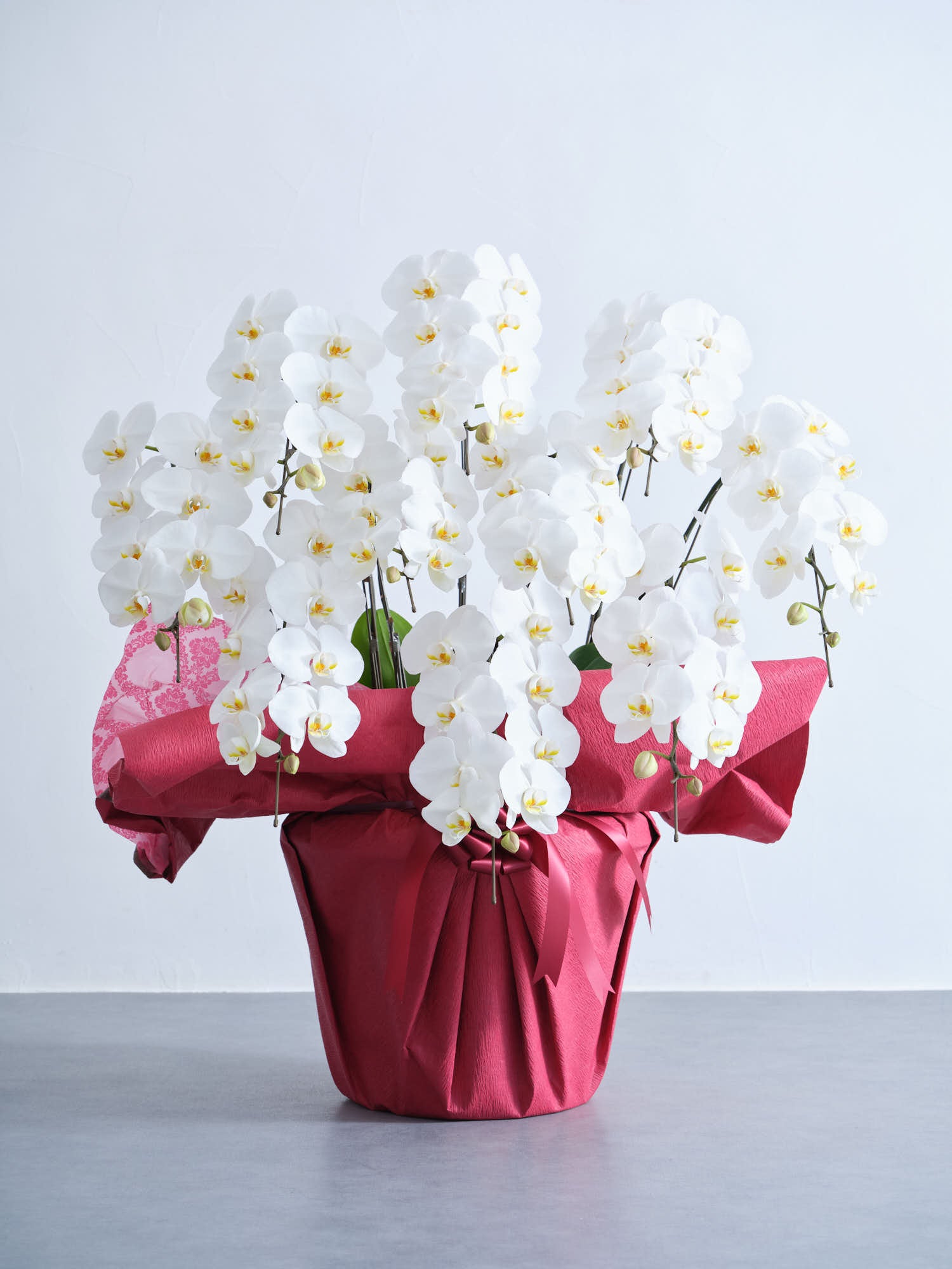 胡蝶蘭10本立 90輪 -red-