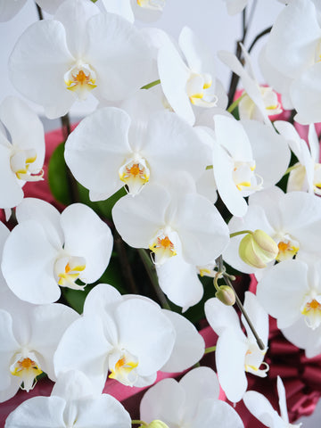 胡蝶蘭10本立 90輪 -brown-